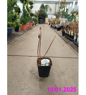 Hydrangea pan. 'Baby Lace'® C 1,4 L